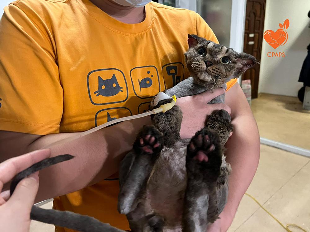 Chú mèo bị thiêu sống: Rõ góc quay cháy như ngọn đuốc-1