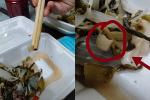 Philippines có 1 món ăn lấy từ gỗ mục kẻ sợ, người nghiện-6
