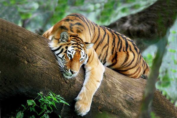 Tử vi 12 con giáp thứ Tư 3/11/2021: Sửu giảm sút nguồn thu-5