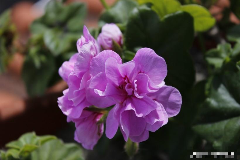 3 kiểu người tháng 9 Âm lịch vạn sự như ý, hưởng trọn phú quý-1