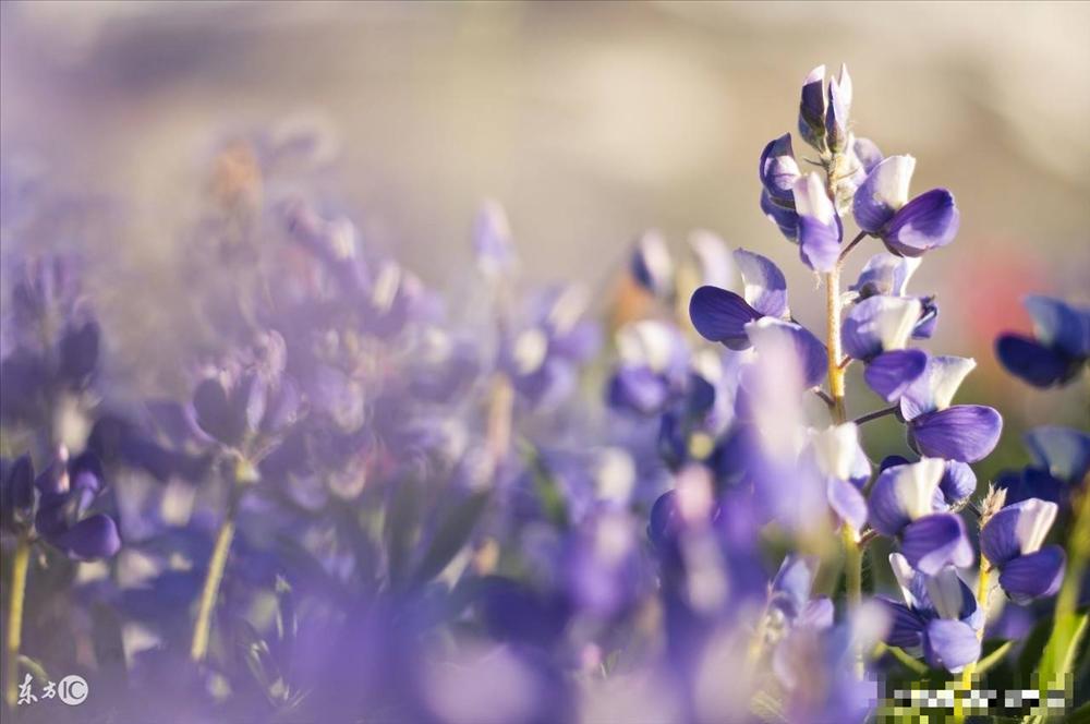 3 kiểu người tháng 9 Âm lịch vạn sự như ý, hưởng trọn phú quý-3