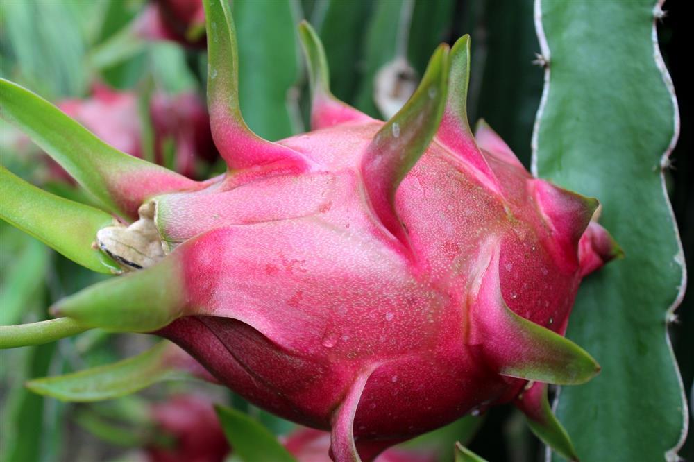 Những loại quả thuần Việt không bao giờ nhập từ Trung Quốc-5