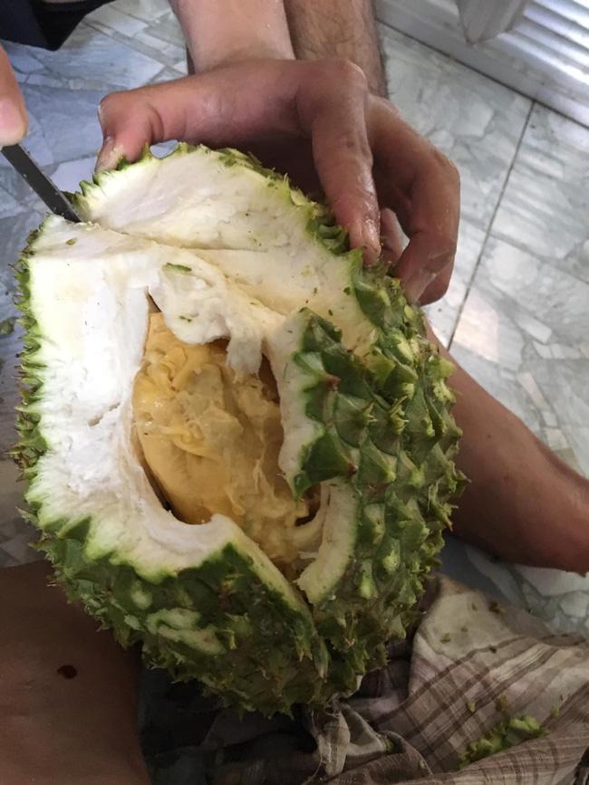 Sầu riêng chưa kịp chín đã bị làm thịt, kết quả suýt rơi nước mắt-1