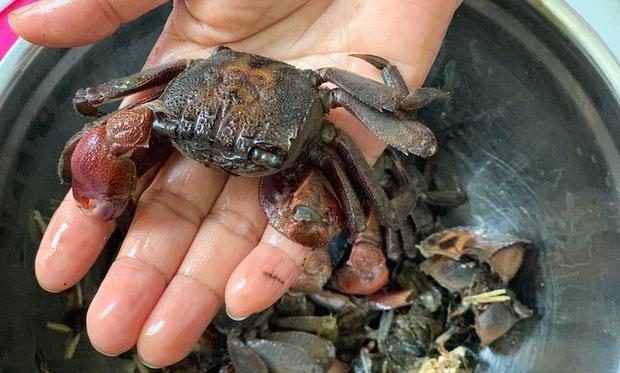 Đặt ba khía từ Nam ra Bắc ăn thử, bà cô công khai chê chán-2