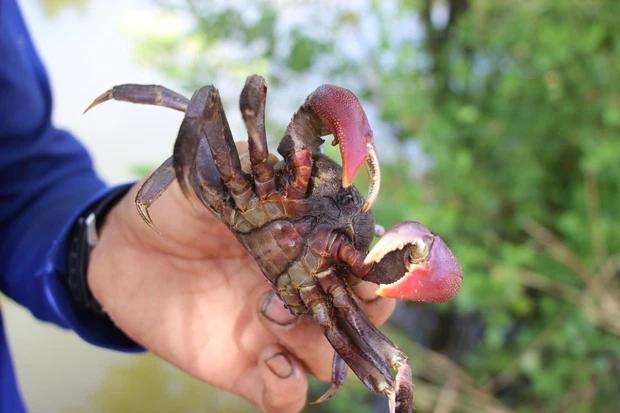 Đặt ba khía từ Nam ra Bắc ăn thử, bà cô công khai chê chán-3