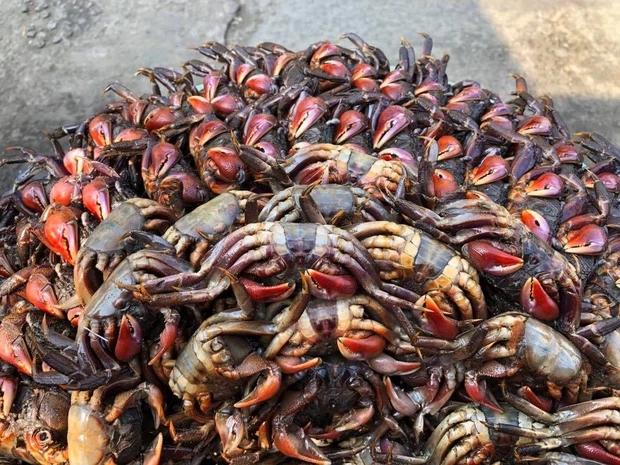 Đặt ba khía từ Nam ra Bắc ăn thử, bà cô công khai chê chán-4