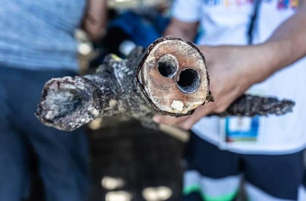 Philippines có 1 món ăn lấy từ gỗ mục kẻ sợ, người nghiện-2