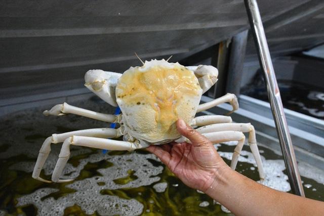 Lần đầu thấy cua bạch tạng, định vứt đi nào ngờ bị mắng thậm tệ-2