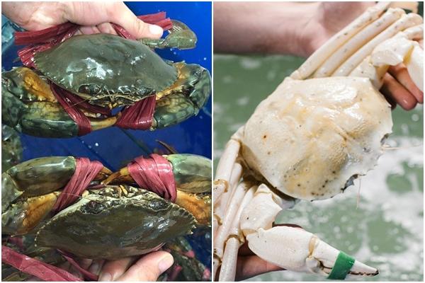Bỏ gần triệu ăn cua lông Thượng Hải, gần như chắc chắn bị lừa-4