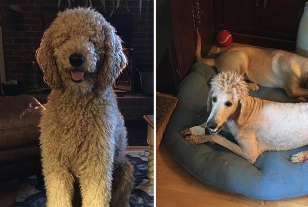 Hội đầu óc trên mây đụng đâu hỏng đấy đố ai sánh bằng!-4