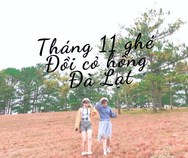 Ngây ngất với mùa cỏ hồng tháng 11 ở Đà Lạt-1