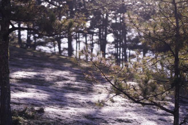 Ngây ngất với mùa cỏ hồng tháng 11 ở Đà Lạt-3