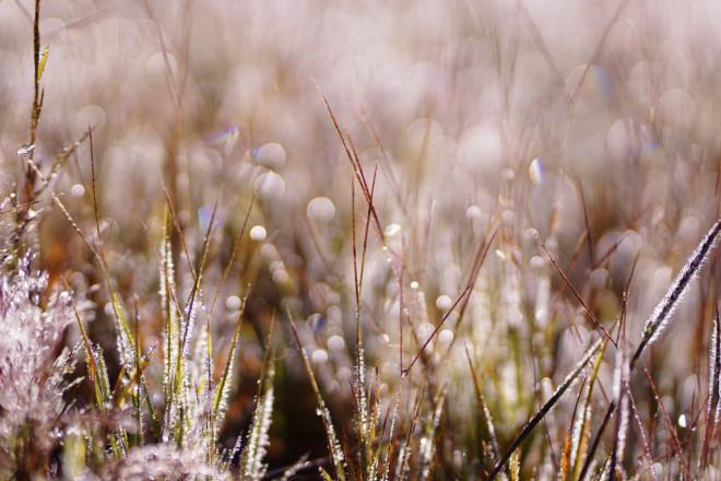 Ngây ngất với mùa cỏ hồng tháng 11 ở Đà Lạt-5