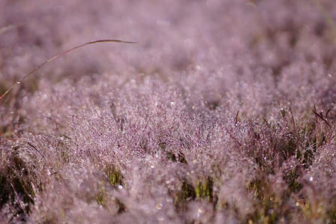 Ngây ngất với mùa cỏ hồng tháng 11 ở Đà Lạt-6