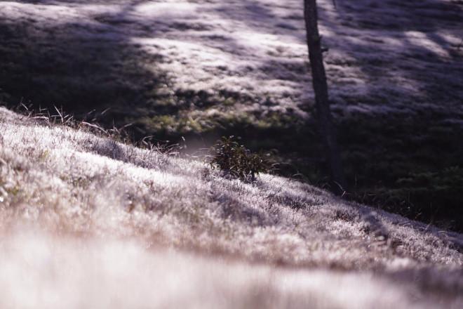 Ngây ngất với mùa cỏ hồng tháng 11 ở Đà Lạt-7