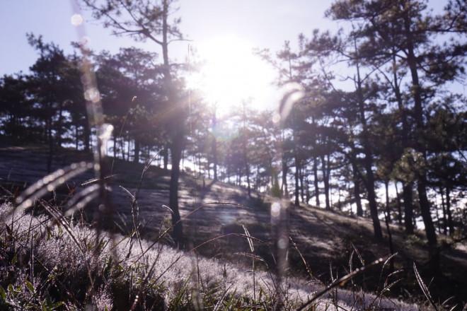 Ngây ngất với mùa cỏ hồng tháng 11 ở Đà Lạt-8