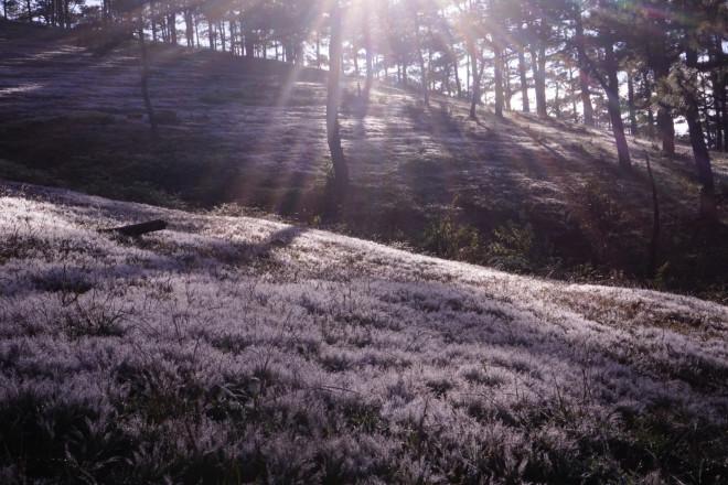 Ngây ngất với mùa cỏ hồng tháng 11 ở Đà Lạt-9