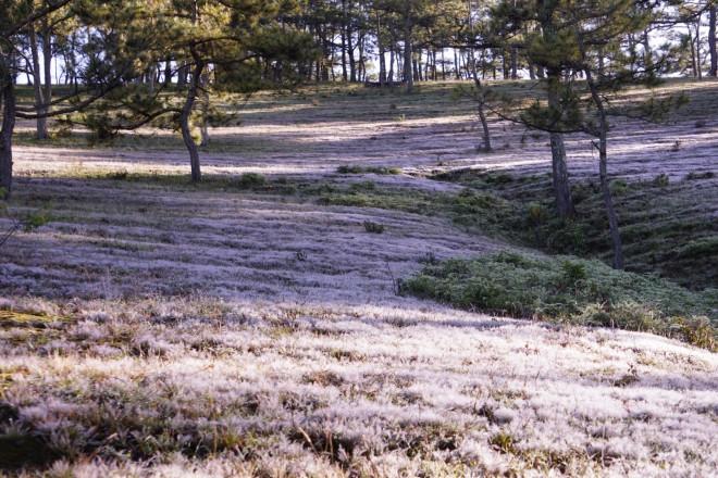 Ngây ngất với mùa cỏ hồng tháng 11 ở Đà Lạt-10