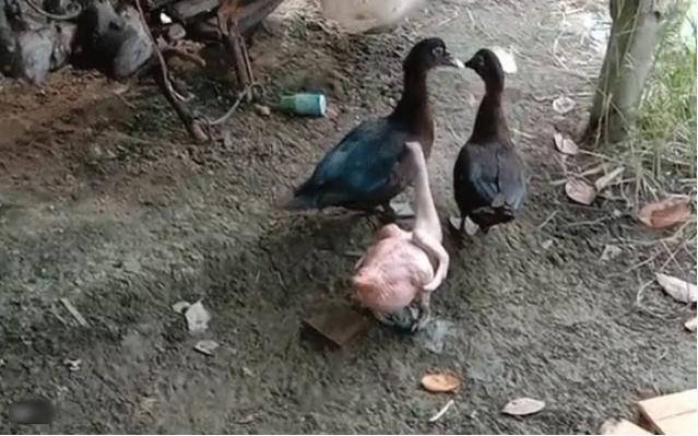 Chàng trai khoe con vịt lạ, không ngờ bị dân mạng mắng nhẫn tâm-1