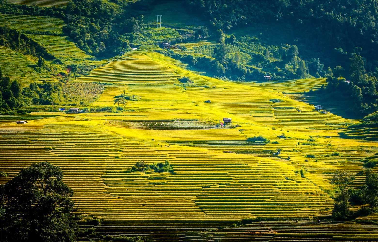 Không gì tuyệt vời hơn khi được thong dong tản bộ giữa sắc vàng tuyệt diệu ấy, hít một hơi thật dài, cuộn sâu vào lồng ngực hương lúa thơm ngọt dịu dàng, bỏ lại mọi phiền muộn, lo toan để cảm thấy cuộc sống này sao thi vị, đáng giá biết bao.