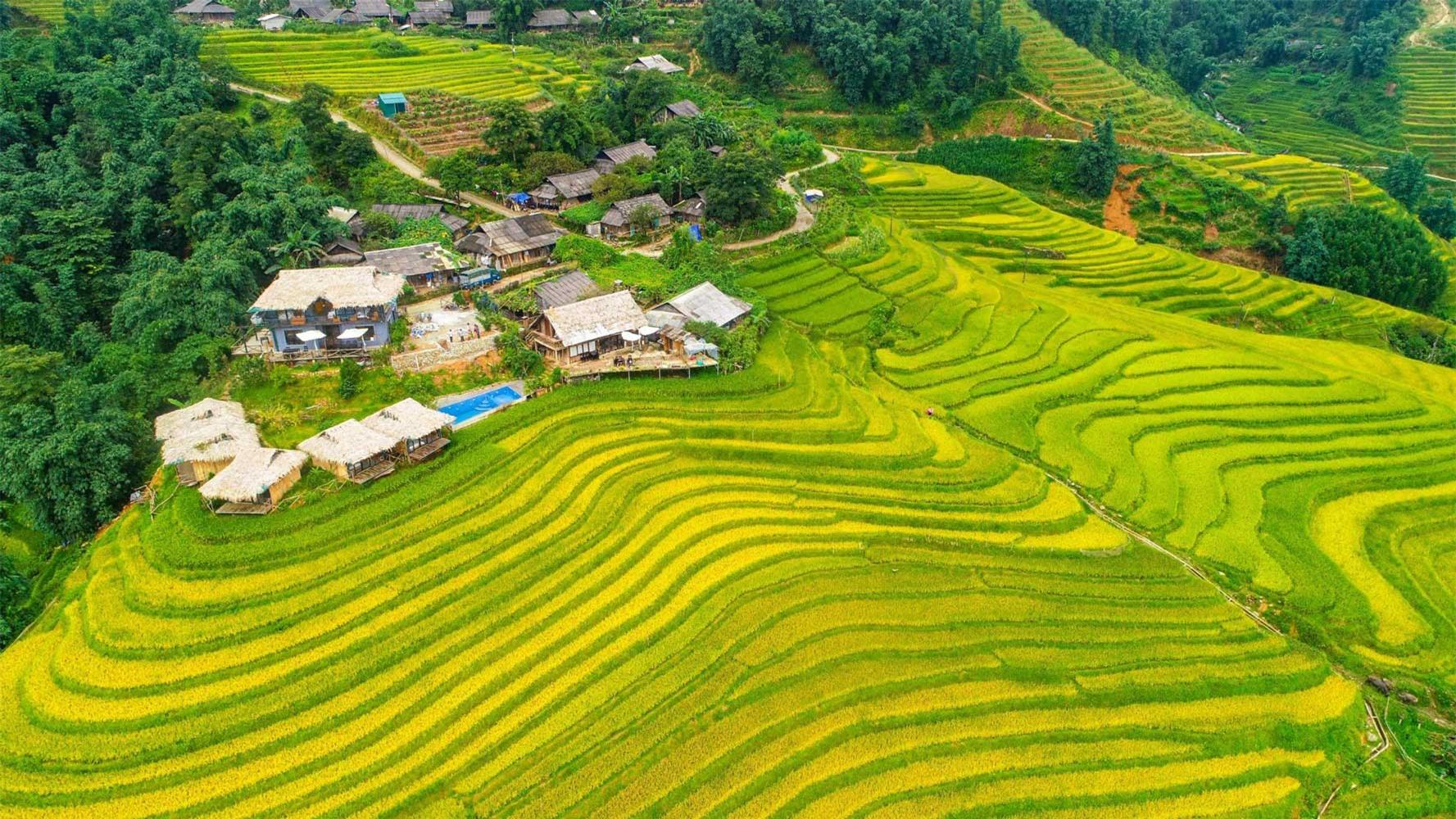 “Mùa vàng” cũng là thời điểm du khách sẽ được hoà mình vào cuộc sống của những cư dân bản địa. Thung lũng Mường Hoa ríu rít tiếng nói cười của những em bé người Mông theo phụ giúp gia đình đi gặt lúa, vừa làm vừa chơi đúng chất hồn nhiên của trẻ nhỏ. Những người dân tộc thường ngày làm du lịch trong thị xã giờ cũng đổ cả ra ruộng thu hoạch những hạt ngọc vàng ươm. Không khí hào hứng vui vẻ, tiếng cười nói rộn rã âm vang khắp núi rừng.