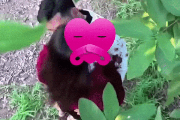 Rủ nhau ra vườn ổi diễn cảnh yêu, cặp đôi nhận kết đắng-1