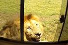 Du khách suýt bị tấn công khi cố sờ vào sư tử