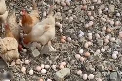 Trứng gà rơi vãi đầy mặt đất trộn lẫn đá sỏi hóa ra chẳng có gì lạ