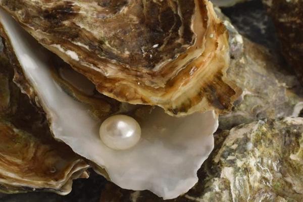 Mổ con trai ra thấy có viên ngọc, cô gái bị netizen mắng tàn nhẫn-4