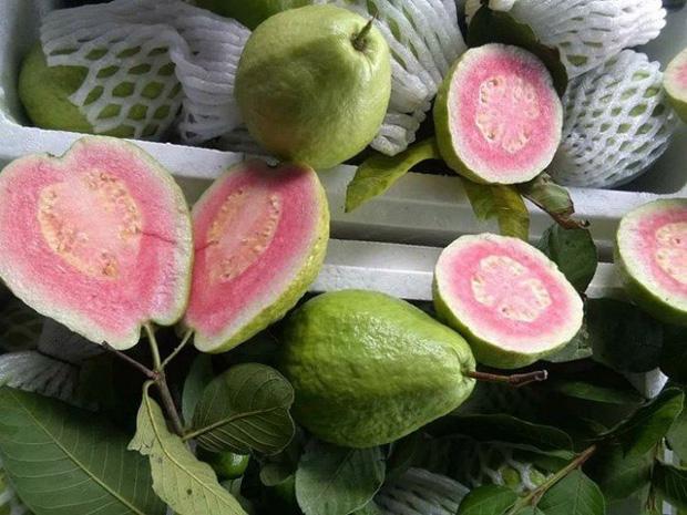 Cây ổi cho quả đỏ ươm đã mắt nhưng ai cũng chê, lý do vì sao?-2