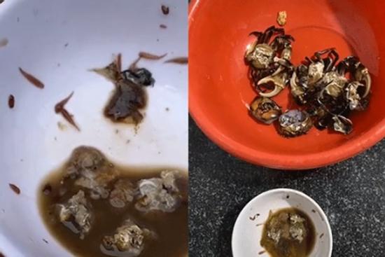 Đừng hoảng khi thấy hàng chục sinh vật lúc nhúc trong bát gạch cua