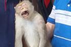 Con khỉ cụt chân cắn nhiều người ở quận 12 đã bị bắn thuốc mê