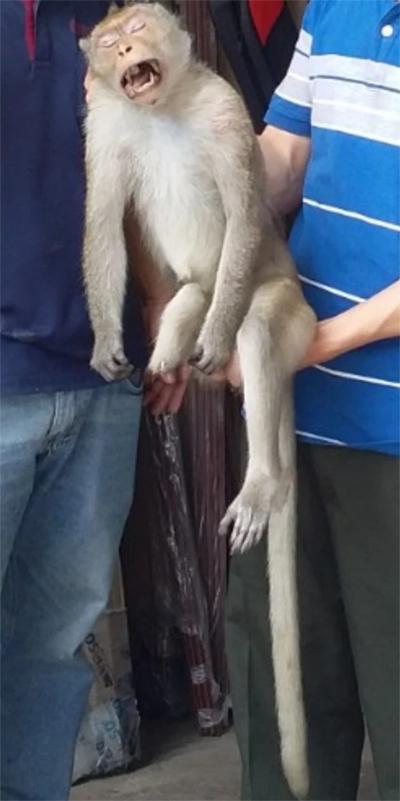 Con khỉ cụt chân cắn nhiều người ở quận 12 đã bị bắn thuốc mê-1