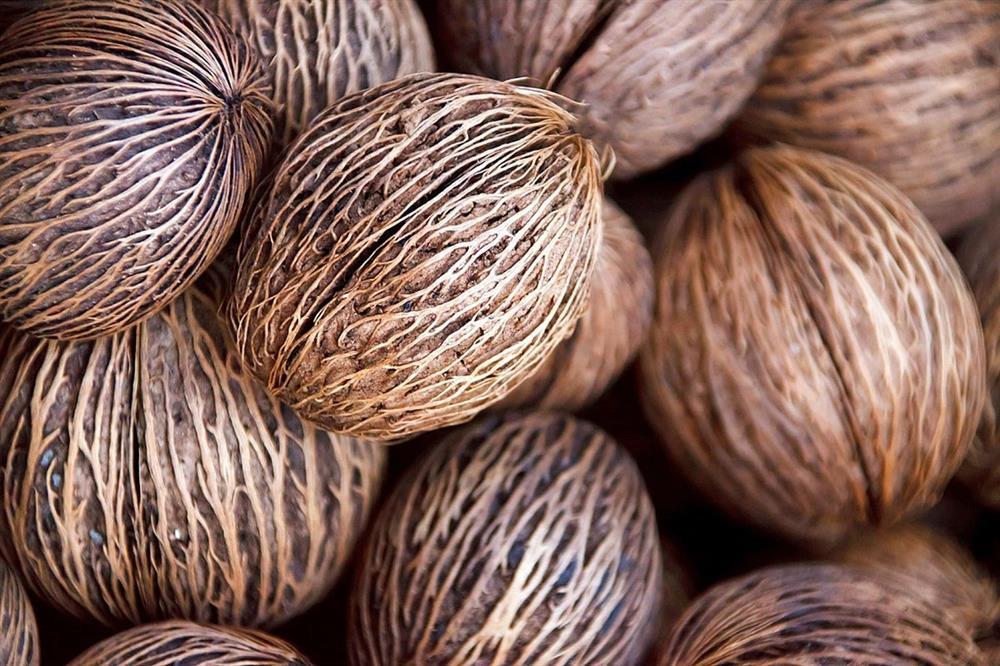 Giải mã độc tính kinh khủng của cây tự sát: Mọc hoang đầy bờ biển-2