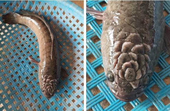 Hiện tượng đầu cá lóc nở bông hồng khiến dân tình xôn xao-2