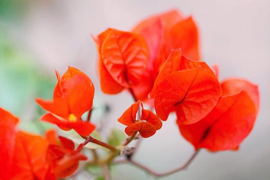 3 con giáp gặp 'hung tinh', vướng vòng xoáy thị phi phân tranh