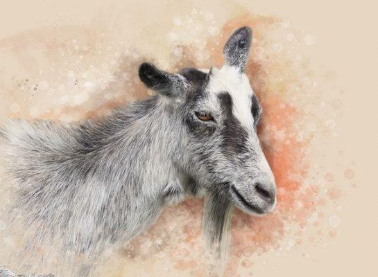 4 con giáp nữ ruột để ngoài da, nổi trận lôi đình rồi quên ngay-2