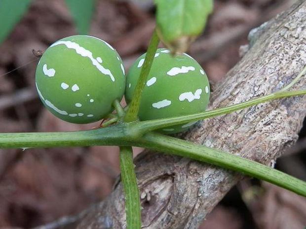 Dưa hấu mini mọc đầy đường, chuyên gia cấm trẻ con lại gần!-1