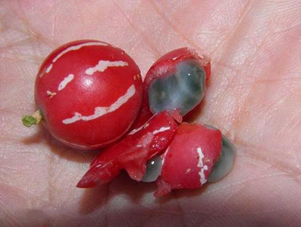 Dưa hấu mini mọc đầy đường, chuyên gia cấm trẻ con lại gần!-2