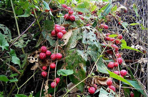 Dưa hấu mini mọc đầy đường, chuyên gia cấm trẻ con lại gần!-3