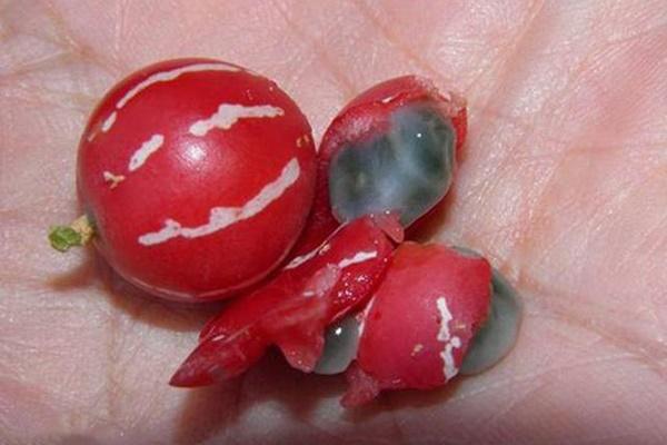 Mua dưa hấu siêu thị, cô gái gặp cảnh khó tin đến nỗi không dám ăn-3