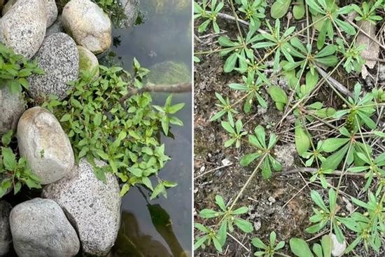 Cô gái người Việt mừng rỡ khi bắt gặp 1 loại rau bên Nhật