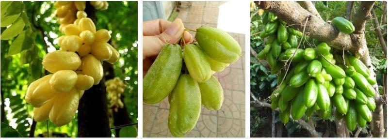 Loại quả chua tê tái vẫn nhiều người mê, nhìn đã chảy nước miếng-2