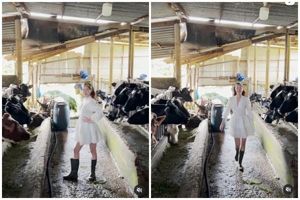 Khánh Vân catwalk giữa chuồng bò chưa choáng bằng điệu cười man rợ-2