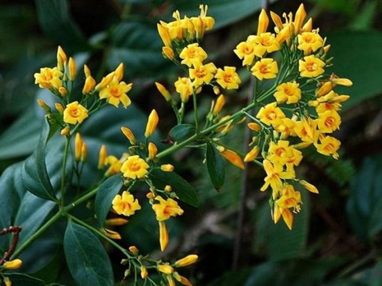 Bị mẹ mắng vì giành nhau điện thoại, 2 anh em ruột ăn lá ngón tự tử-1