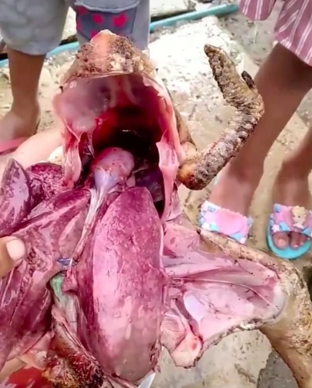 Mổ bụng gà, cô nàng hốt hoảng khi thấy nội tạng đột biến-4