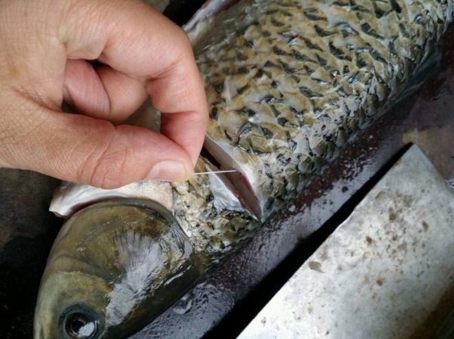 Những bộ phận là nguồn gốc mùi tanh của cá, cần sơ chế thật sạch-3