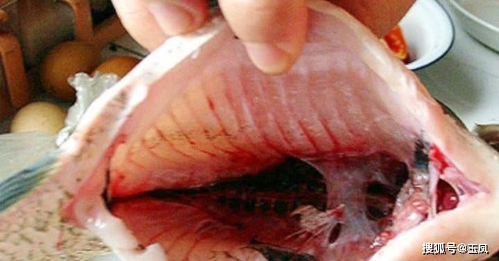 Những bộ phận là nguồn gốc mùi tanh của cá, cần sơ chế thật sạch-4