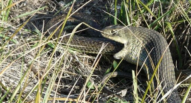 Lần đầu tiên có loài động vật mà con đực dám ăn thịt nóc nhà-5