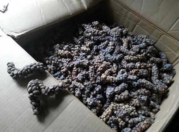 Cô gái bị bố mắng té tát vì lỡ tay vứt đặc sản quý vào sọt rác-2